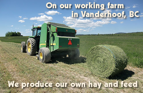 Working Farm in Vanderhoof, BC