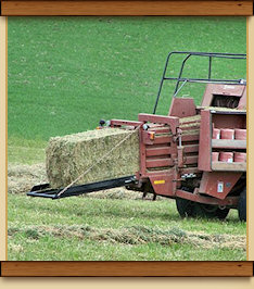 Square bales of hay for sale
